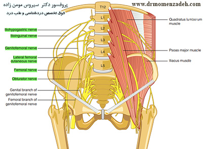 بلاک شبکه عصبی کمری با روش وینی, درد پایین شکم, درد کشاله ران, درد ران